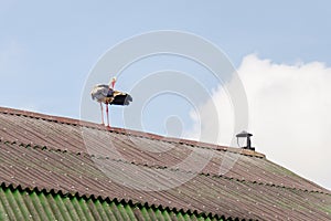 One white stork stands on a roof covered with slate and moss against a blue sky