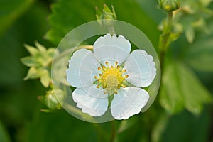 One white strawberry flower closeup