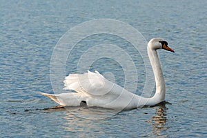 One white swan on blue water with small waves. Wildlife Background