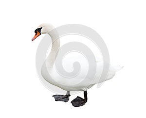 One white swan, isolated photo