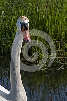 One white swan with orange beak, swim in a pond. Head and neck only. Reflections in the water. With shadows on the swan