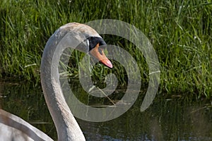 One white swan with orange beak, swim in a pond. Head and neck only. Reflections in the water. With shadows on the swan