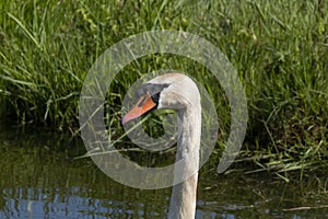 One white swan with orange beak, swim in a pond. Head and neck only. Reflections in the water. With shadows on the swan