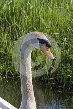 One white swan with orange beak, swim in a pond. Head and neck only. Reflections in the water. With shadows on the swan