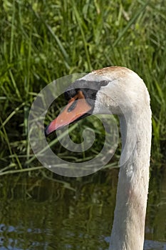 One white swan with orange beak, swim in a pond. Head and neck only. Reflections in the water. With shadows on the swan