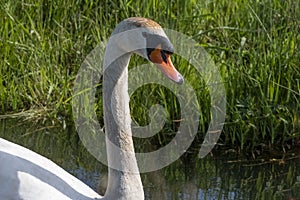 One white swan with orange beak, swim in a pond. Head and neck only. Reflections in the water. With shadows on the swan