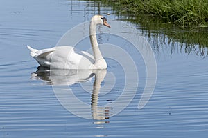 One white swan with orange beak, swim in a pond. Reflections in the water. Grasss in background. The sun shines on the feathers