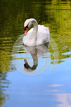 One white swan portrait in the wild -Water Reflection