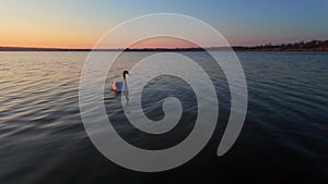 One white swan at sunrise on the lake