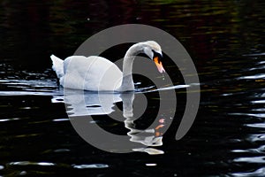 One white swan is swimming