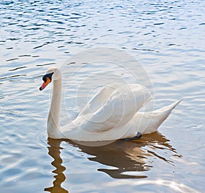 One white swan swims