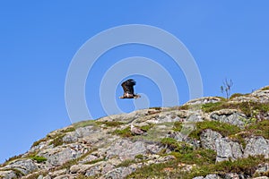 One white-tailed eagle soars above Lofoten\'s green rocks, while another observes