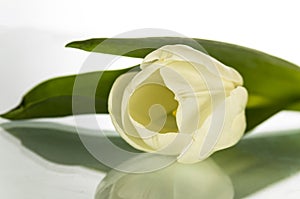 One white tulip