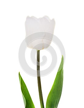 One white tulip