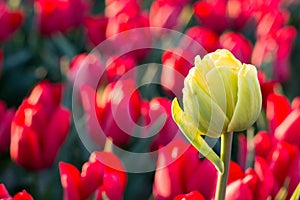 One white tulip with in the background red tulips