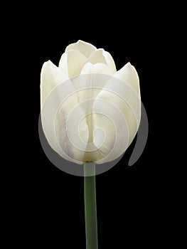 One white tulip on a black background