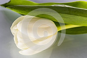 One white tulip
