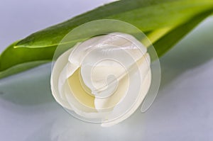 One white tulip