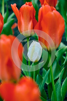 One white tulip in the middle of red