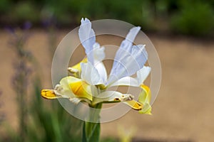 One white and yellow daffodil blooming on a cloudy day