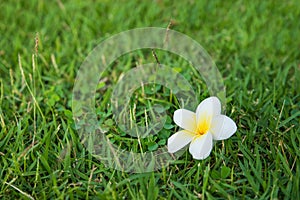 One white-yellow fresh plumeria on the green grass