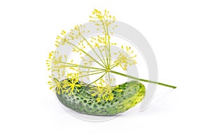 Fresh yellow dill flowers isolated on white