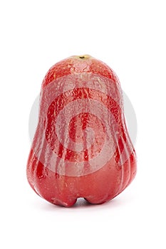 One whole Java apple on white background