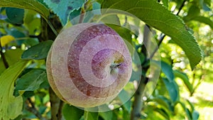 One whole red apple with green leaves hanging on a tree branch in the garden on a sunny spring day. Harvesting a ripe fruit