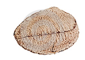 One whole single shelled Brazil nut photo