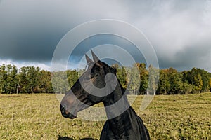 One wild black horse standing in the meadown  sunny day