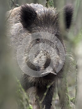 One of wild boar Sus scrofa - wild swine - Eurasian wild pig - wild pigs