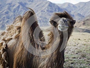 One Wild camel in Kyrgyzstan