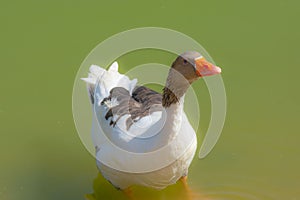 Wild goose standing on the edge of a lake