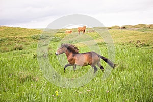 One wild horse running on the dutch island of texel