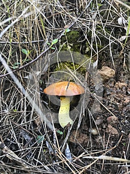 One wild mushroom in the vegetation