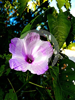 The beautiful Lilac Ipomoea carnea photo