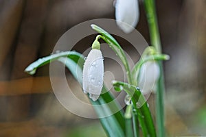 One wild snowdrop flower with a white bud in drops