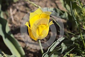 Russia. One wild yellow tulips in green grass in spring steppe in Kalmykia