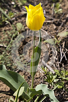 Russia. One wild yellow tulips in green grass in spring steppe in Kalmykia