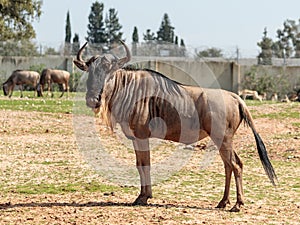 One wildebeest, also called gnus Connochaetes stands on a sunny day and looks around