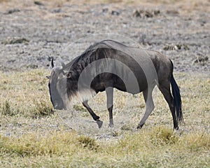 One Wildebeest closeup sideview walking in the Ngorongoro Crater