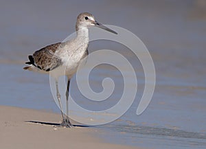 One Willet walking along a quiet beach