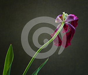 One Wilting Tulip Flower Back in a Dark and Moody Still Life Photo with an Olive Green Textured Background with room or space on s