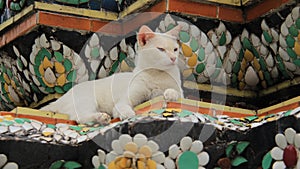 Freedom Of Living One White Cat Relaxtion on Colored Glazed Tiles In Local Pagoda