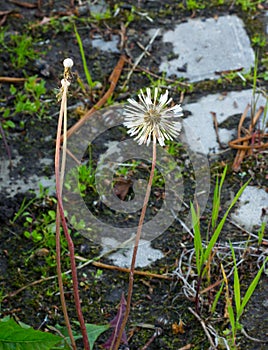 One withered dandelion