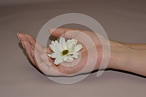 One woman`s hand holding daisy flower. Conceptual photo of woman beauty care