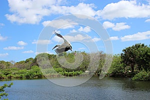 one wood stork flies in the sky