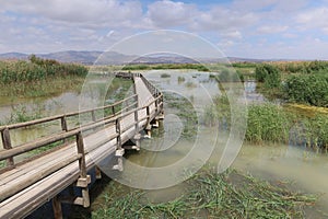 One of the wooden walkways that cross the lagoons of the El Hondo natural park photo