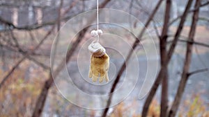 One woolen mitten with pumpons sways against a blurred background of tree branches and a pond