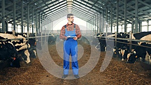 One worker looks at cows at a byre, typing on a tablet.